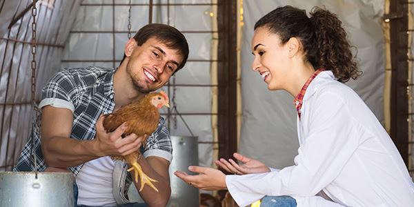 poultry producer handing a chicken to a veterinarian