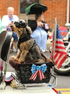 a small dog in a basket riding on the back of a motorcycle during a 4th of July parade