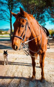 a dog and a horse standing in a dirt driveway outside on a farm