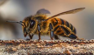a close up view of a honeybee on a piece of tree bark