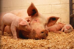 a mother pig with her piglets in a barn stall