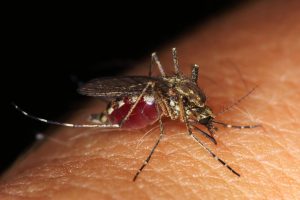 close up of mosquito on a human