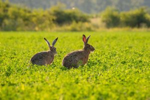 two wild rabbits in a field