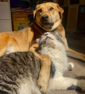 a cat and dog resting next to each other