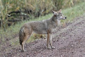 coyote on a trail
