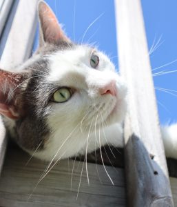 gray and white cat on a balcony