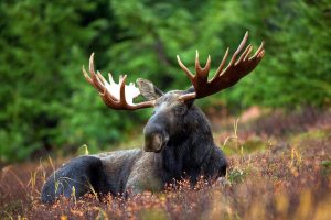 bull moose in some vegetation