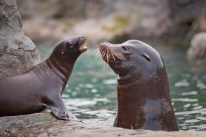 Adult sea lion with baby sea lion in the water