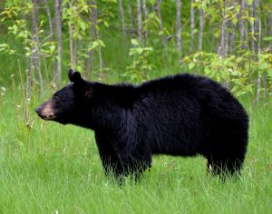 black bear standing in tall green grass