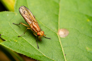 fruit fly on a green leaf