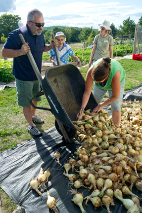 volunteers gather Master Gardener Volunteers prepare onions for distribution through thethe Maine Harvest for Hunger program