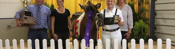 4-H member with her calf at an event
