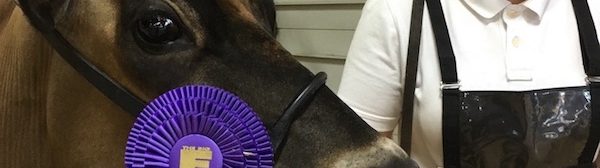 4-H member with her cow