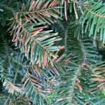 needle cast disease on a Christmas tree