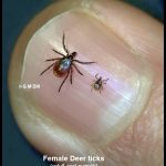 Deer Ticks On Finger