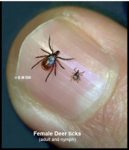Deer Ticks On Finger