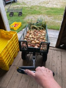 Moving onions to the barn to cure (dry) for long term storage.