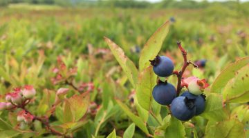 blueberries in a field