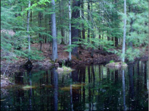 Photo from UMaine 4-H Science Toolkit- Vernal Pools
