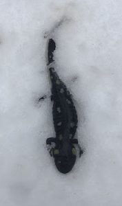 salamander in snow