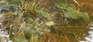 Frog and salamander egg masses with tadpole