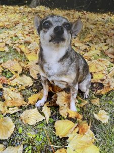 dog sitting in fall leaves