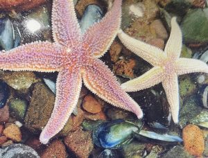 pink and white starfish in the ocean