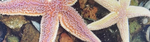 pink and white starfish in the ocean