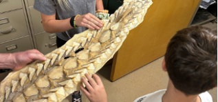 youth look at sturgeon skeleton