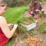 two youth harvest carrots