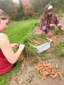 two youth harvest carrots