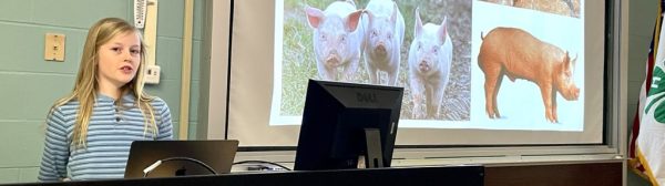 Youth giving an illustrated talk on pigs.
