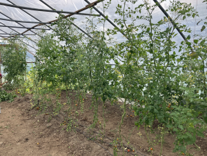 tomato plants inside greenhouse