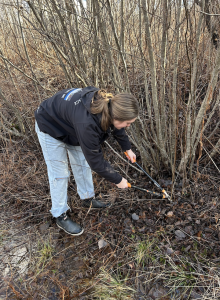 4-H youth uses lopers to cut brush. 