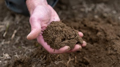 soil in hand