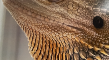 Iguana with blueberry on head