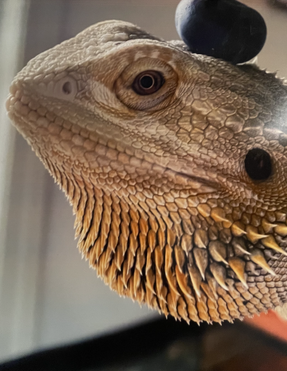 Iguana with blueberry on head