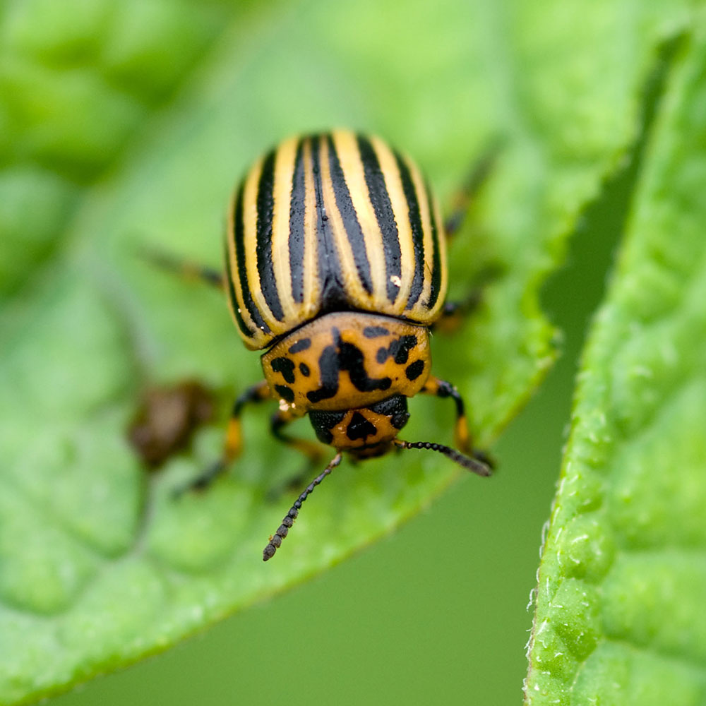 Фото колорадского жука крупным планом и личинок