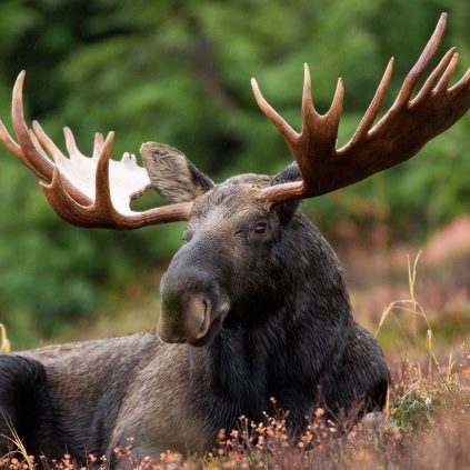 UMaine Extension Diagnostic and Research Laboratory: WILDLIFE ...