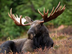bull moose resting in a field