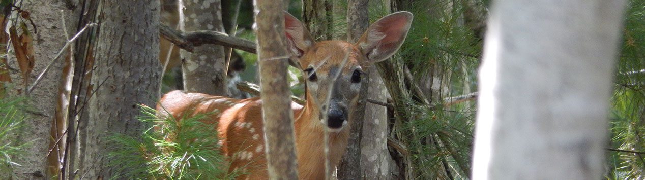 white tailed deer fawn peers out of forest