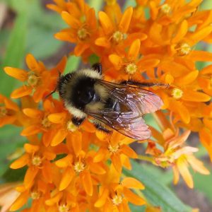 bee on butterfly weed