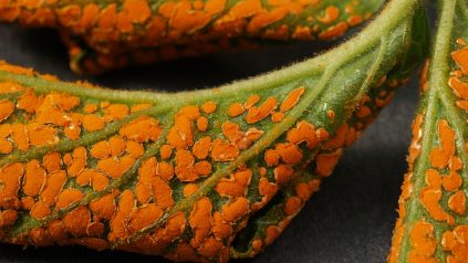 orange rust on leaf