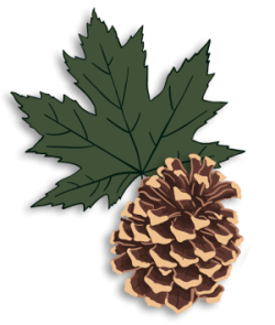 illustration of both a red maple leaf and a pine cone