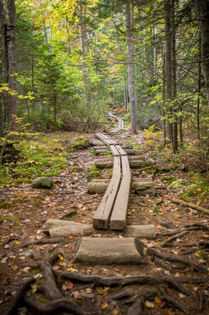 a wooden plank walk way through a forest in Maine near Bryant Pond