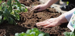 banner image for PFAS page: image of hands working in soil in a garden where vegetables are being grown