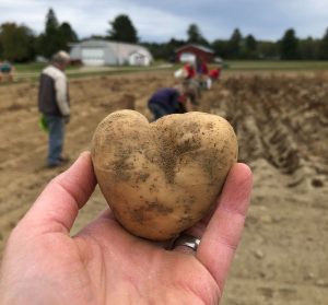 Holding a heart-shaped potato while standing in a field
