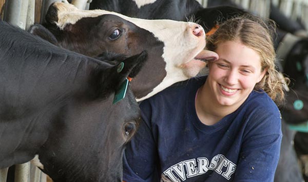 UMaine student with dairy cows