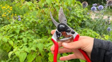 a hand holding a pair of clippers used to maintain a garden