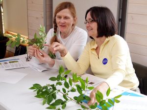 Volunteer community scientists practice making phenological observations of common plants during a training session co-hosted by Coastal Maine Botanical Gardens.